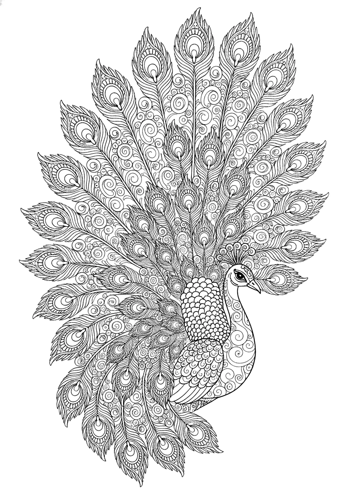 Peacock with open feathers coloring page for adults: a peacock with its tail feathers fully open in an ornate pattern, black line art