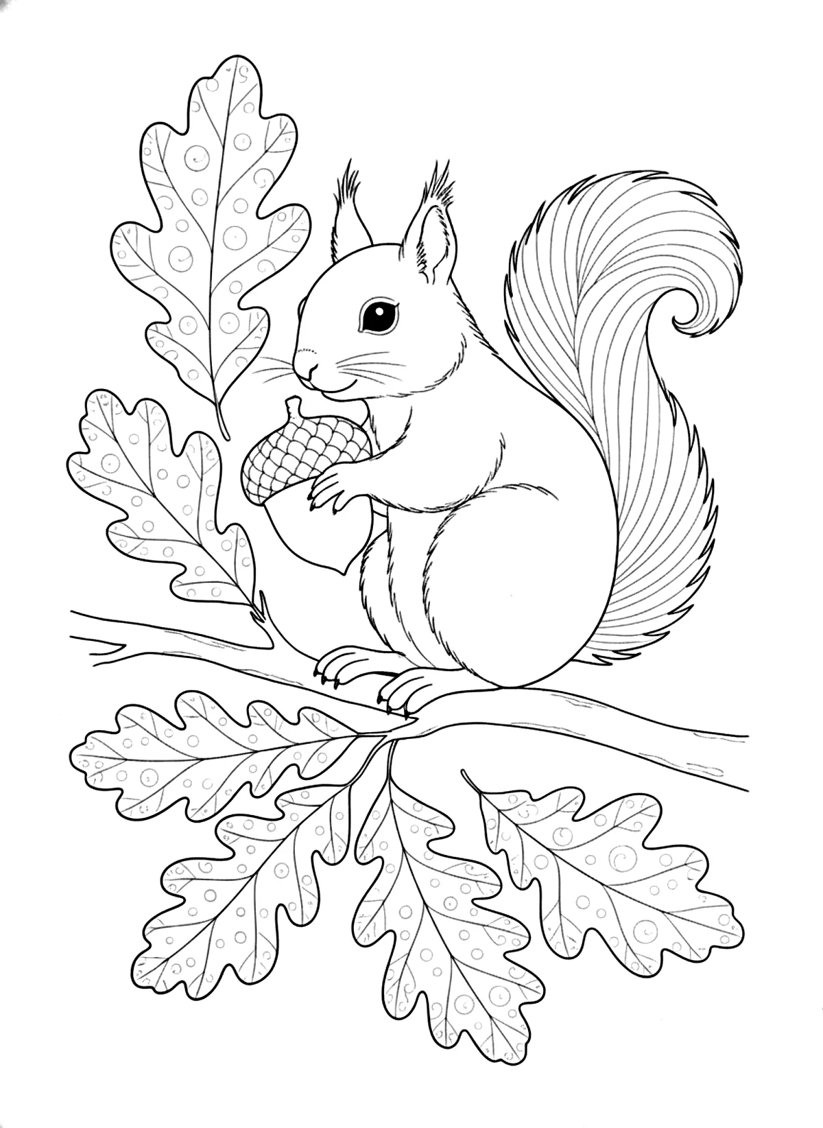 Squirrel with acorns coloring page for adults: a squirrel holding an acorn on an oak branch with autumn leaves, black line art