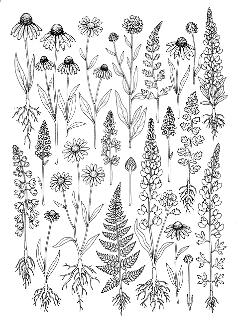Botanical study coloring page for adults: a vintage botanical illustration of wildflowers with roots, buds and seed heads, black line art
