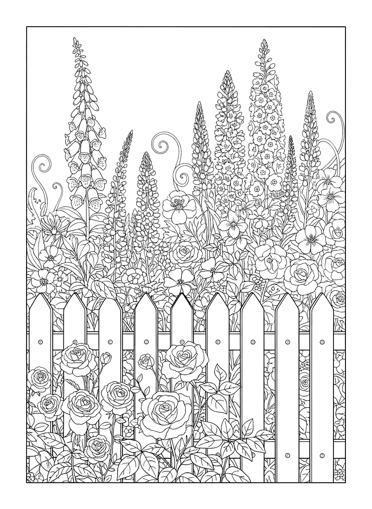 Cottage flower border coloring page for adults: a cottage garden border with foxgloves, lupins, delphiniums and roses along a picket fence, black line art