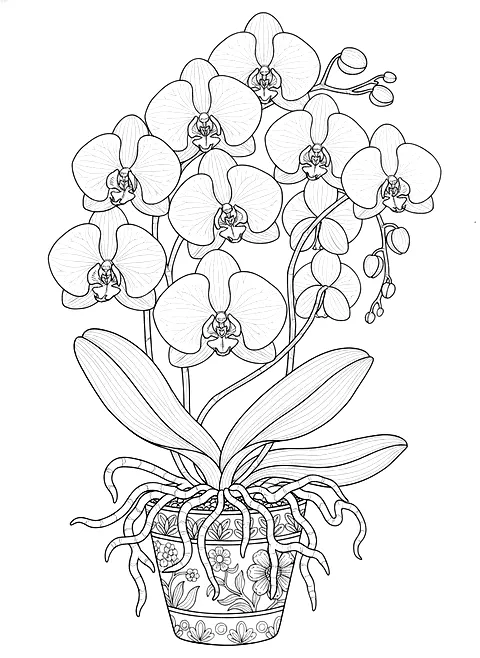 Orchid in a pot coloring page for adults: a blooming phalaenopsis orchid in a ceramic pot with aerial roots, black line art