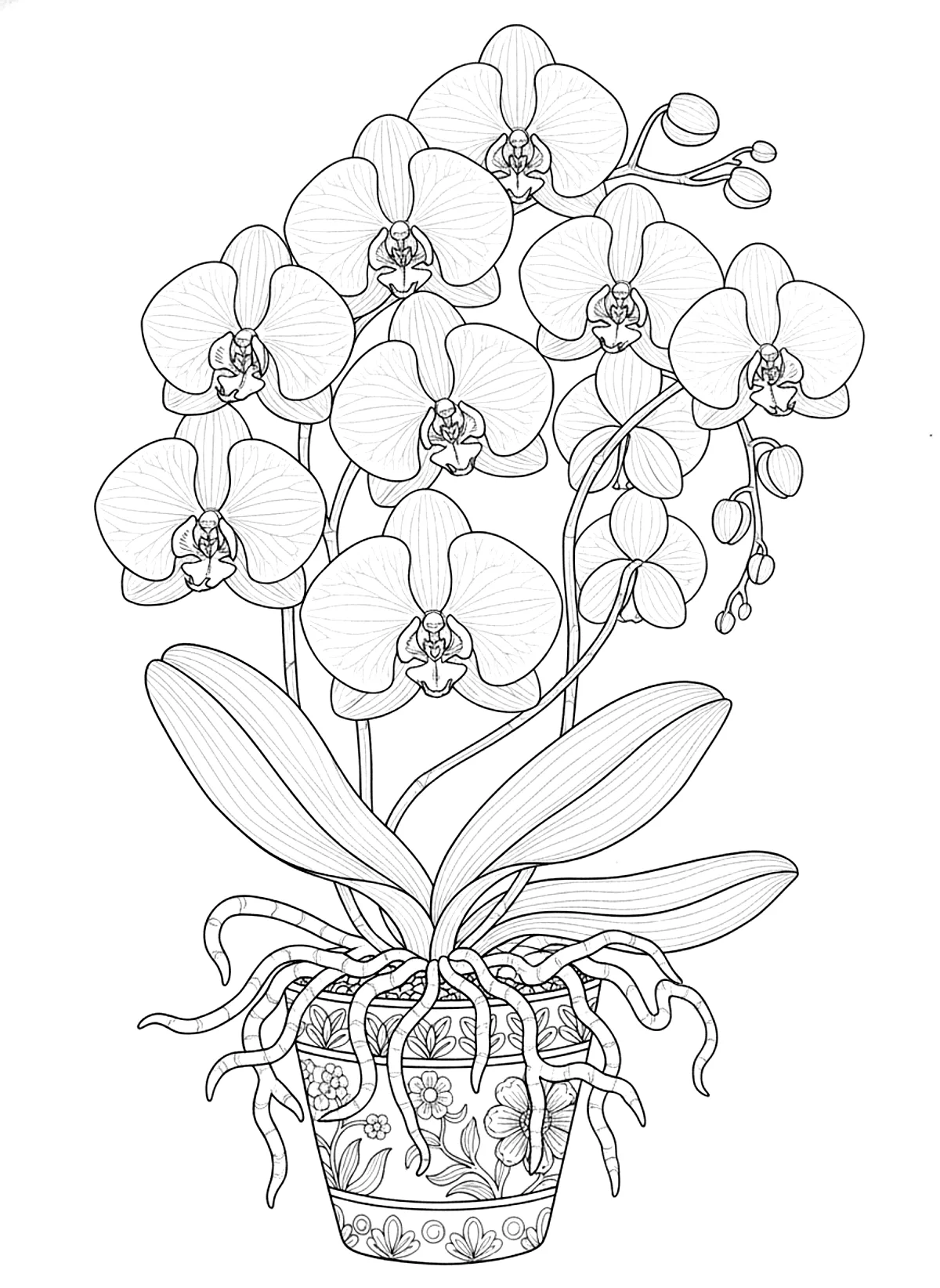 Orchid in a pot coloring page for adults: a blooming phalaenopsis orchid in a ceramic pot with aerial roots, black line art