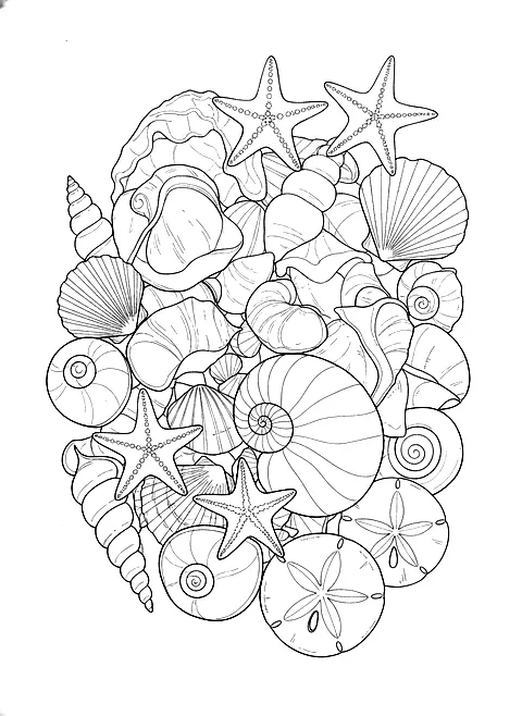Seashell collection coloring page for adults: an arrangement of seashells, starfish and sand dollars, black line art