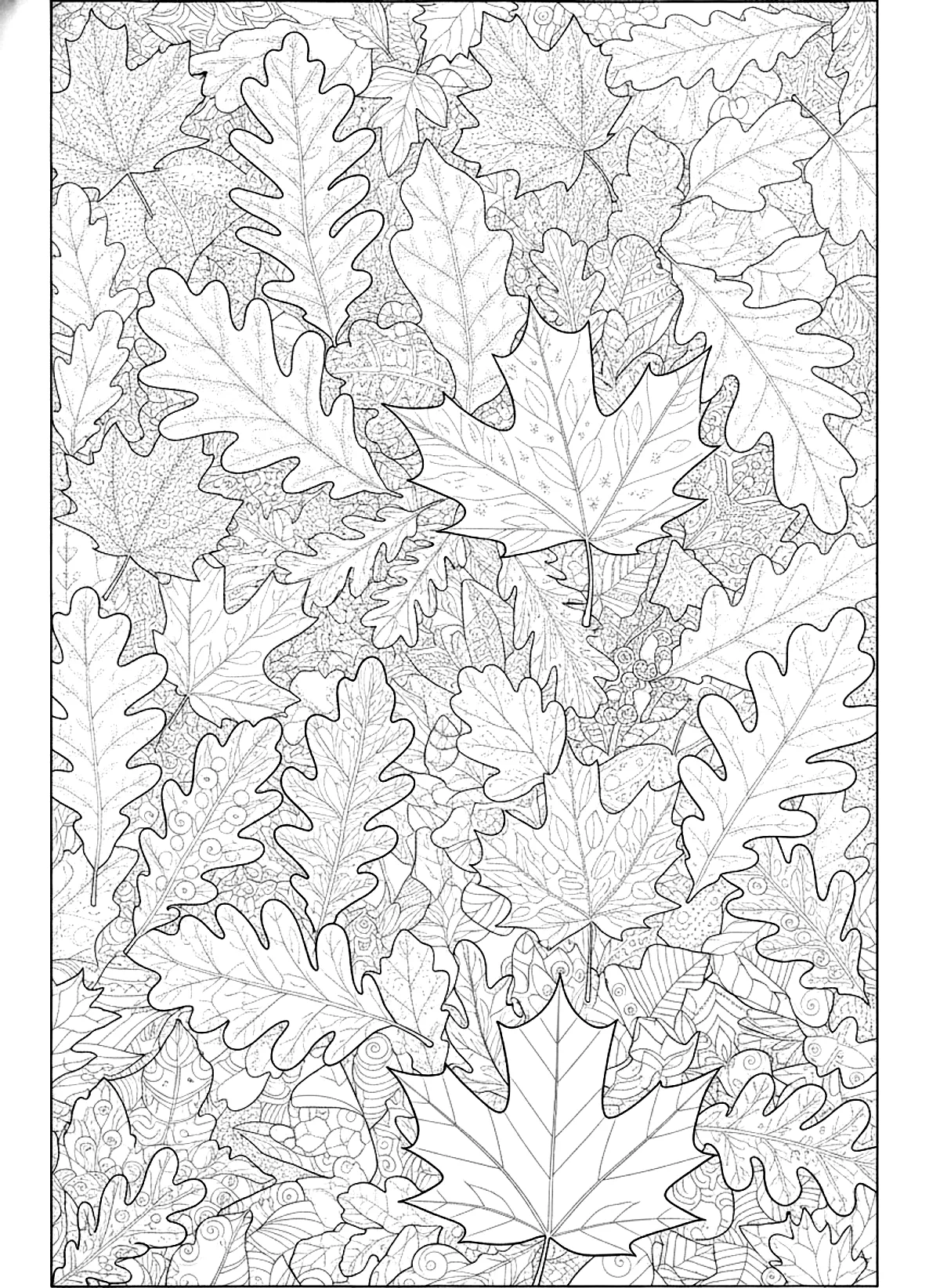 Gratitude leaf pattern coloring page for adults: a page filled with large oak and maple leaves with ornamental patterns inside each leaf, no text, black line art