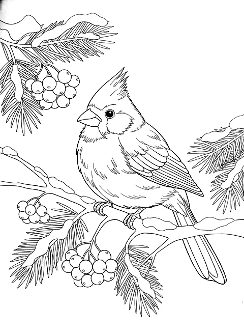Cardinal on a snowy branch coloring page for adults: a cardinal bird perched on a snowy branch with berries and pine needles, black line art