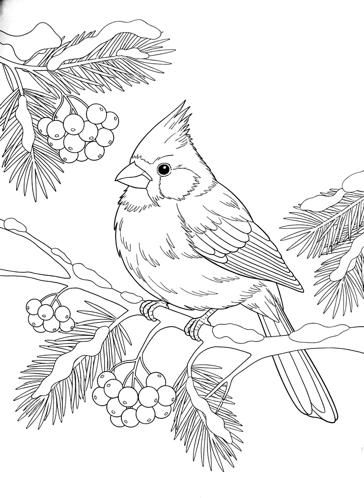 Cardinal on a snowy branch coloring page for adults: a cardinal bird perched on a snowy branch with berries and pine needles, black line art
